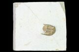 Bargain, Cordania Trilobite - Oklahoma #164449-2